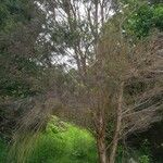 Melaleuca alternifolia Yeri