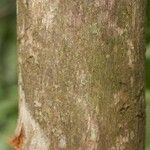 Duroia longiflora Bark