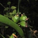 Scaphyglottis imbricata Fruto