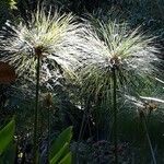 Cyperus papyrus Blad