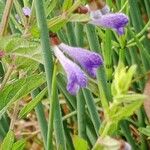 Scutellaria galericulata Кветка