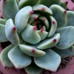 Echeveria colorataLeaf