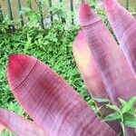 Neoregelia lillyae Hoja