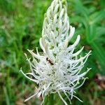 Phyteuma spicatum Flor