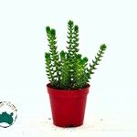 Crassula tillaea 葉