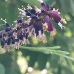 Amorpha fruticosa 花