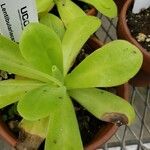 Pinguicula agnata Ліст