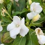 Impatiens sodeniiFlower