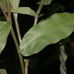 Lasiacis maculata 果實