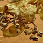 Calotropis procera Blomma