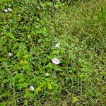 Ipomoea cordatotriloba Habitus