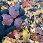 Toxicodendron diversilobum Hoja