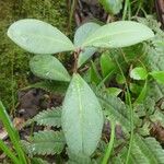 Badula decumbens Natur