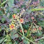 Saxifraga aizoidesFlower