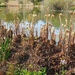 Osmunda regalis Хабит