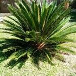 Cycas taitungensis Habit