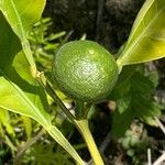Citrus medica Fruit