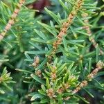 Erica carnea Leaf