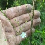 Stellaria gramineaᱵᱟᱦᱟ