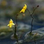 Utricularia subulata Hàbitat