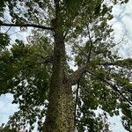 Ceiba speciosa Habit