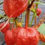 Physalis alkekengi Fruit