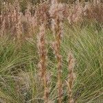 Andropogon bicornis Fruit