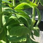 Sedum spectabile (Foglia)