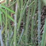 Asparagus umbellatus Bark