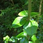 Rhaphithamnus spinosus Otro