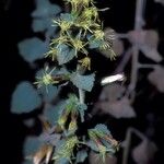 Brickellia californica Flower