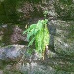 Asplenium trichomanes-ramosum অভ্যাস