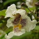 Catalpa speciosa Flower