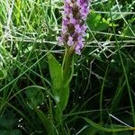 Dactylorhiza incarnata 形態