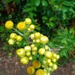 Helichrysum foetidum Blüte