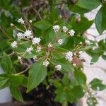 Ageratina ligustrina Otro