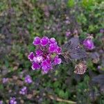 Lantana montevidensisFlor