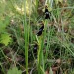 Ophrys insectifera Лист