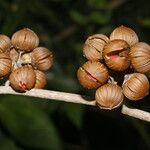 Itzaea sericea Fruto