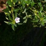Sauvagesia erecta Çiçek