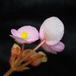 Begonia picta Агульны выгляд