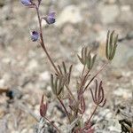 Lupinus bicolor Plante entière