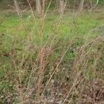 Artemisia campestris 叶