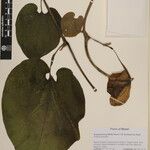 Aristolochia griffithii ᱮᱴᱟᱜ