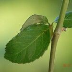 Rosa × odorata Leaf