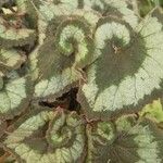 Begonia rex Leaf