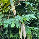 Amherstia nobilis Лист