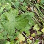 Rubus moluccanus Лист