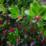 Rhododendron indicum Folha