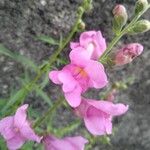 Antirrhinum australe 花